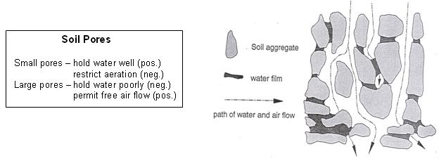 soil pores.JPG